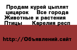 Продам курей цыплят,цицарок. - Все города Животные и растения » Птицы   . Карелия респ.